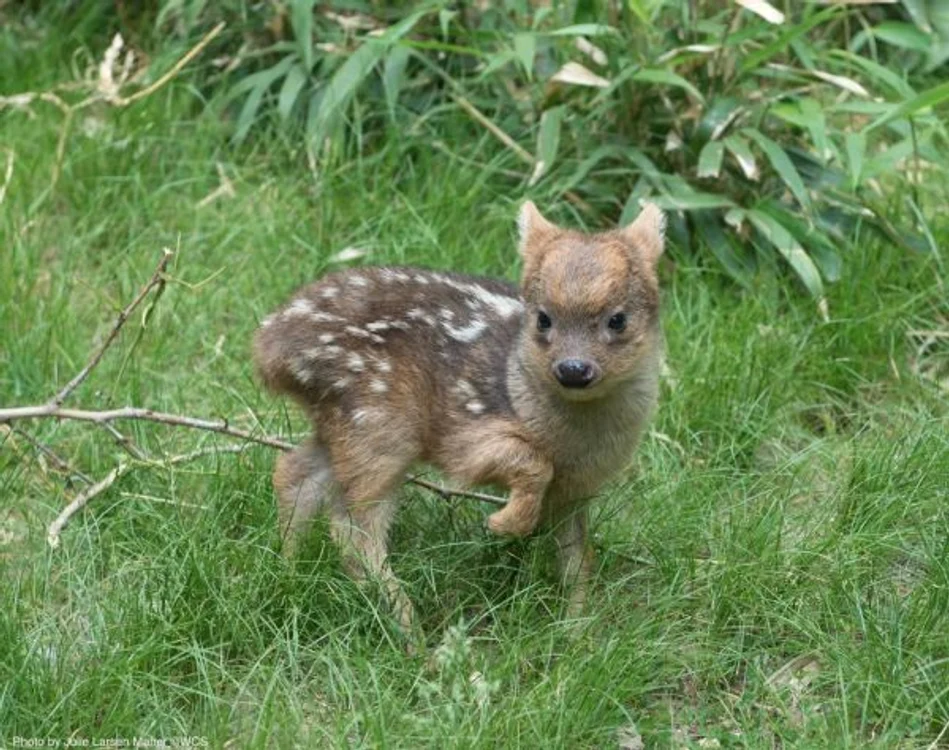 
    Puiul de cerb cântărește doar 450 de gramefoto:Facebook/Queen's Zoo  
