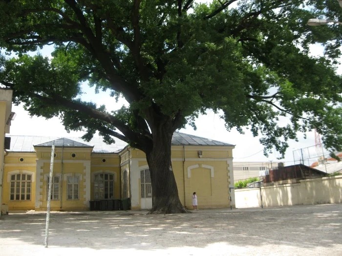 Stejarul de la Anton Dumitriu