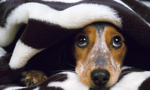 1 52435 original jpg jpeg