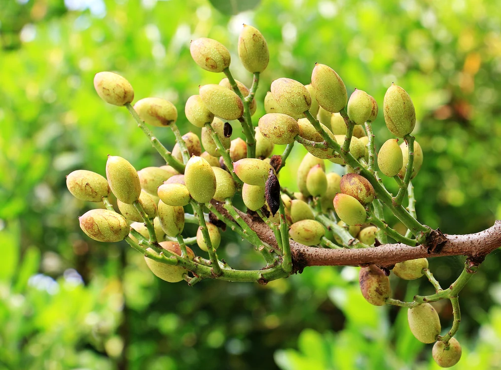 Arbore de fistic. Foto: Pixabay