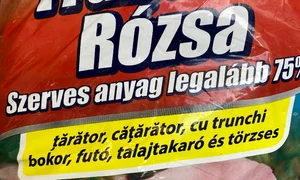 p 24 M  Plesu 2 jpg
