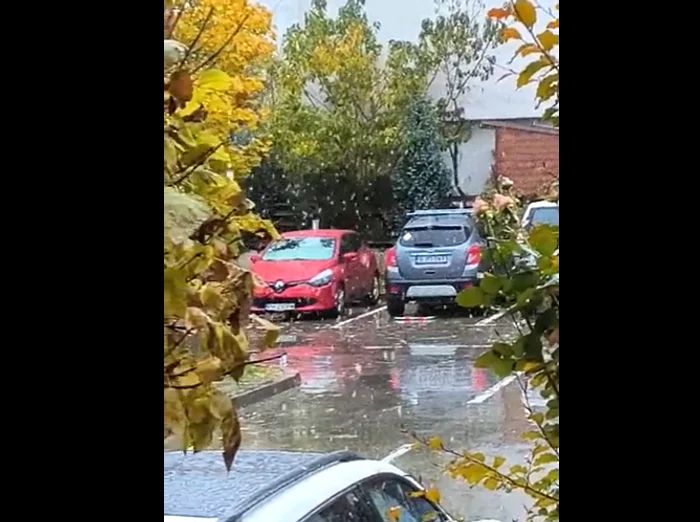 Ninge în București. FOTO captură video
