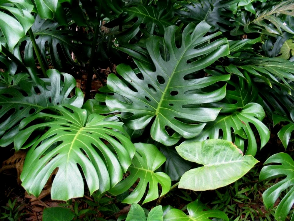 cele mai frumoase plante decorative cu frunze