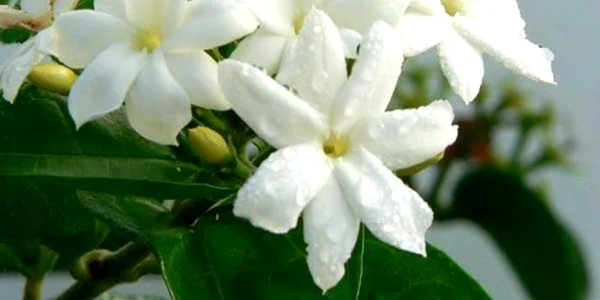 plante