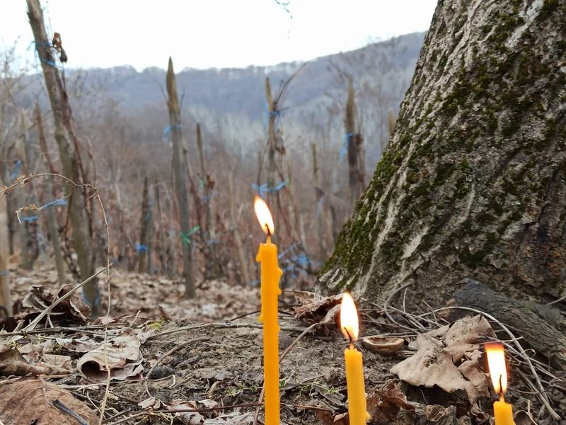 Ritualul de sfințire a viilor din Gorj, de Sfântul Trifon, ocrotitorul livezilor și al grădinilor 