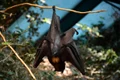 bat 3884254 1280 jpg