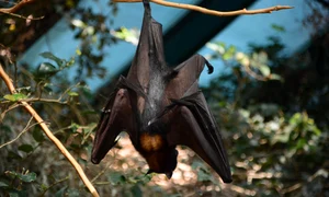 bat 3884254 1280 jpg