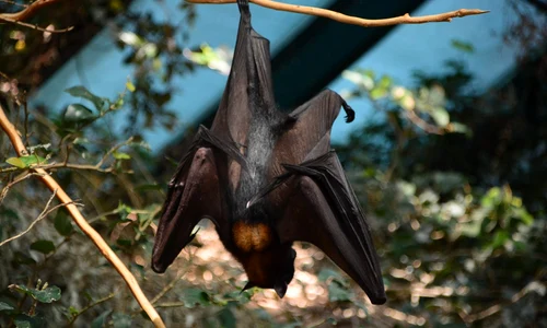 bat 3884254 1280 jpg