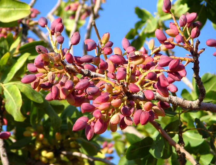 Fistic. Foto: Gaziantep.tr