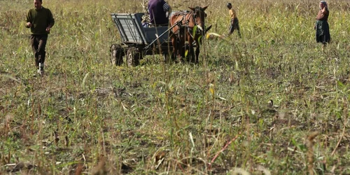 Suspecţii au furat porumbul de pe terenul unei asociaţii agricole Foto: arhivă Adevărul