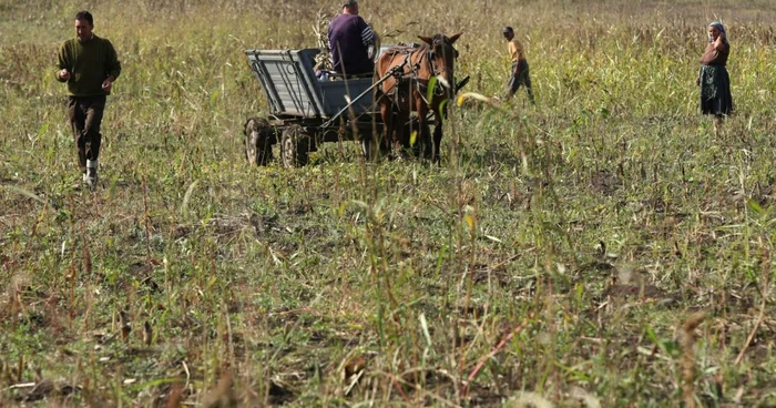 Suspecţii au furat porumbul de pe terenul unei asociaţii agricole Foto: arhivă Adevărul