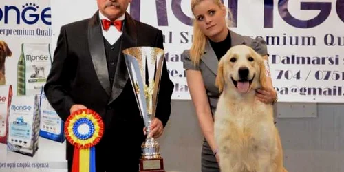 golden retriver
