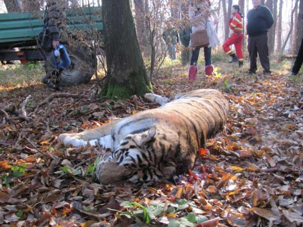 Tigrul evadat de la Grădina Zoologică Sibiu a fost împuşcat mortal