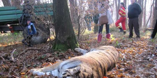 Tigrul evadat de la Grădina Zoologică Sibiu a fost împuşcat mortal