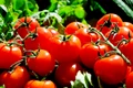 tomatoes 1280859 1280 jpg