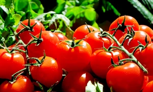 tomatoes 1280859 1280 jpg