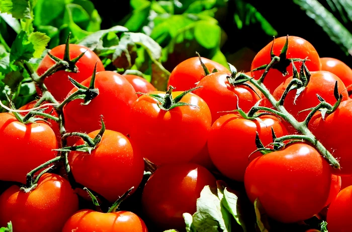 Aproape toți românii iubesc roșiile / foto: Pixabay