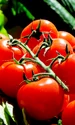 tomatoes 1280859 1280 jpg