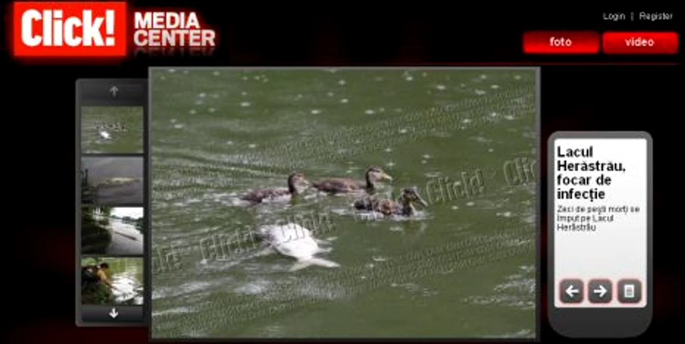 Galerie foto - Peşti morţi pe lacul Herăstrău