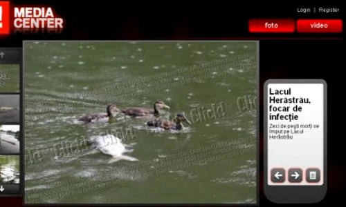 Galerie foto   Peşti morţi pe lacul Herăstrău jpeg