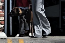 *EXCLUSIVE* Angelina Jolie stops to get pet supplies with her daughter jpeg