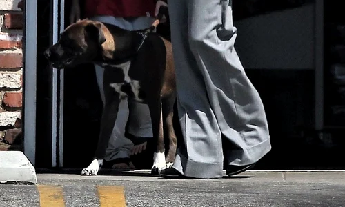 *EXCLUSIVE* Angelina Jolie stops to get pet supplies with her daughter jpeg