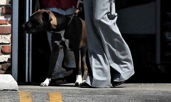 *EXCLUSIVE* Angelina Jolie stops to get pet supplies with her daughter jpeg