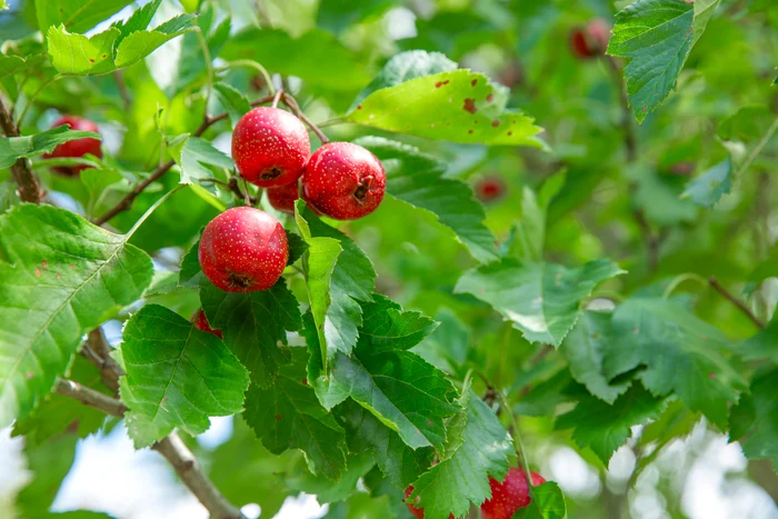 
    Cercetările moderne precizează că tinctura de păducel este benefică în tratamentul de hipertensiune, dar și în hipotensiune.foto: Shutterstock  