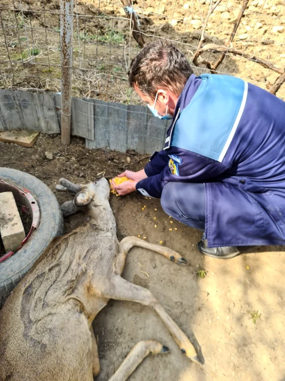 Căprioara a fost salvată FOTO: IPJ Vrancea