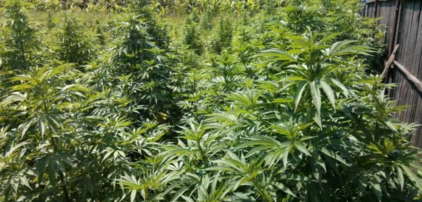 Toate cele 116 plante de cannabis au fost ridicate de poliţişti