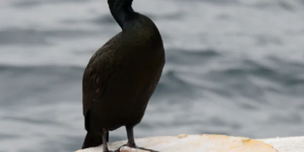 Cormoranul Moţat FOTO