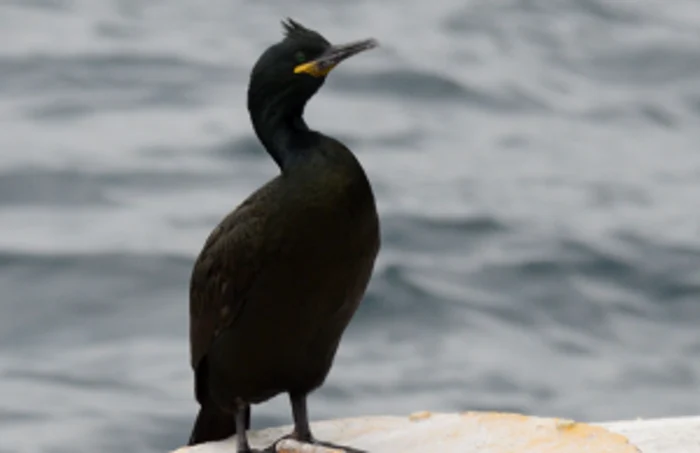 Cormoranul moţat                                         Sursa foto: SOR -Emil Todorov