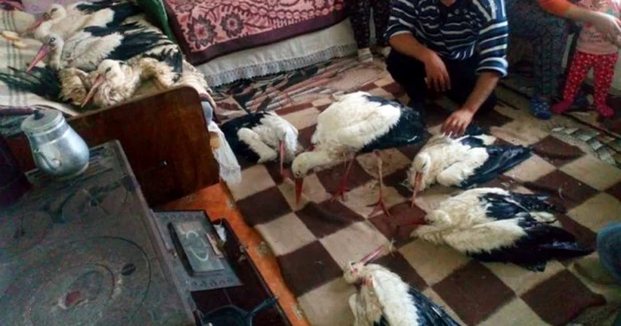Berzele trebuie să îndure frigul şi fomea până la topirea zăpezii