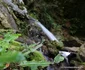 Valea Streiului din Munții Șureanu și Cascada Șipote Foto Daniel Guță ADEVĂRUL (10) JPG