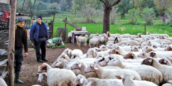 Stâna de 1.200 de oi, situată în parcul Caffarella din Roma, este îngrijită de doi ciobani români 