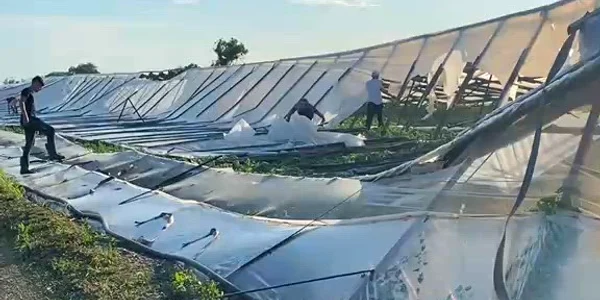 solarii prabusite glodeanu sarat, buzau, 9 iunie 2026   foto arhiva legumicultori (1) mp4 thumbnail png