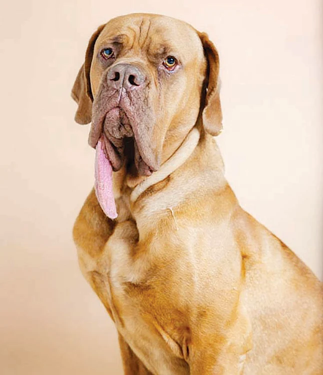 Limba lui Ozzy măsoară 19,8 cm lungime. SURSĂ FOTO: GUINNESS WORLD RECORDS