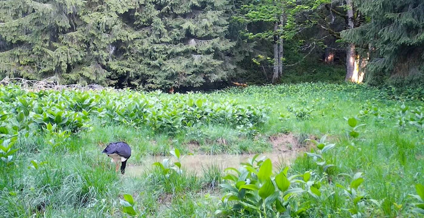 Barza a fost văzută în munții Apuseni / foto: captură video