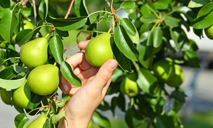 shutterstock 597257726 jpeg