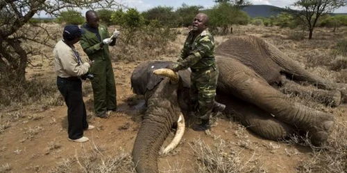 Elefant ucis in Tanzania FOTO AP