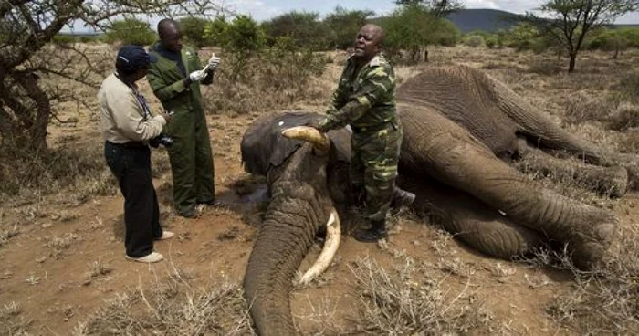 Elefant găsit ucis de autorităţile din Tanzania. FOTO: AP