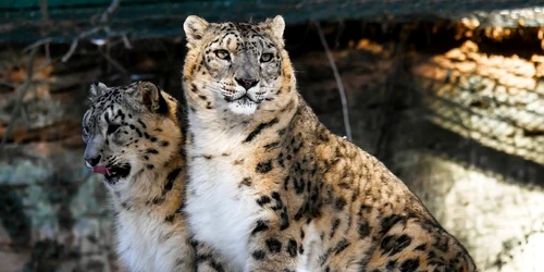 leoparzi ai zapezilor foto pizabay