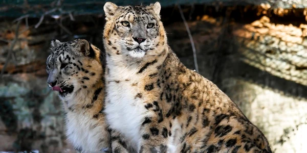 leoparzi ai zapezilor foto pizabay 