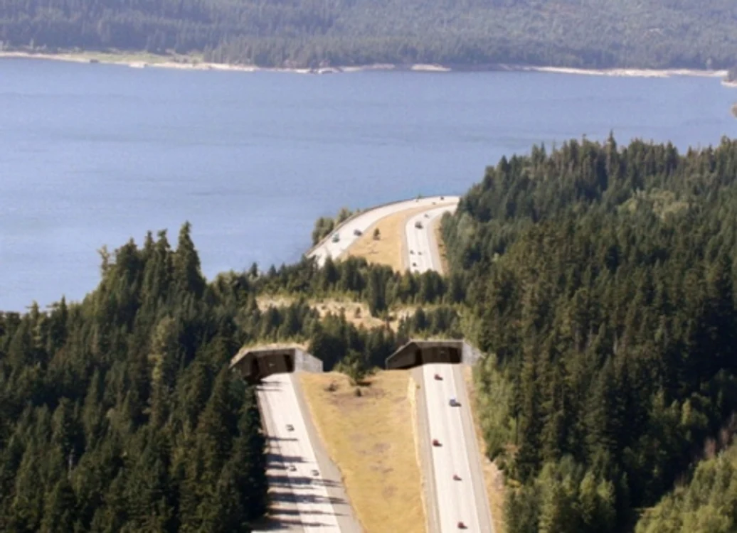 Trecătoare sălbatică lângă Lacul Keechelus, din statul american Washington