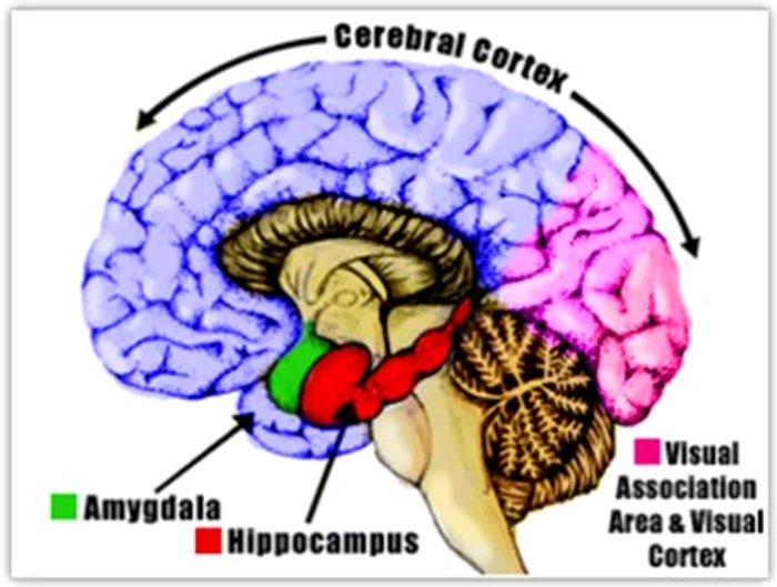 Zone cerebrale responsabile cu memoria