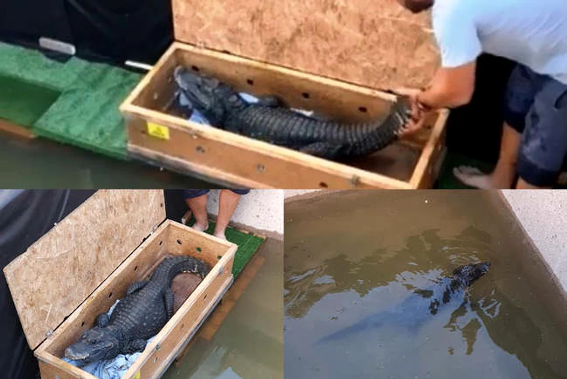 
    Cei doi crocodili sunt ținuți în bazine cu apă termală la 27 de gradeFoto: aradon.ro  