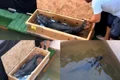 ferma crocodili arad 1 jpeg