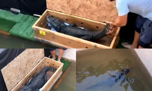 ferma crocodili arad 1 jpeg