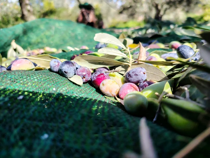 Măslinele necesită multe brațe de muncă la recoltat FOTO: arhiva Cătălin Trenovici