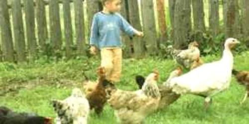 Autorităţile avertizează că păsările de curte sunt expuse din nou gripei aviare